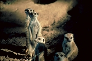 Meerkat Poster