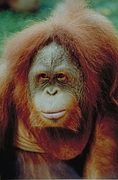 Orangutan Magnet