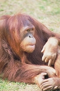 Orangutan Mousepad