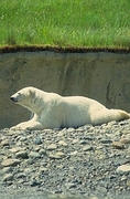 Polar Bear Magnet