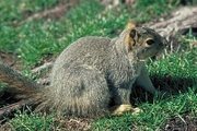 Red Tree Squirrel Mousepad