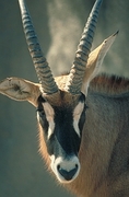 Roan Antelope T-Shirt