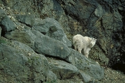 Rocky Mountain Goat Mousepad