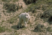 Rocky Mountain Goat Mousepad