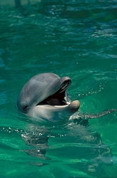 Dolphin