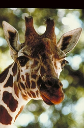 Giraffe