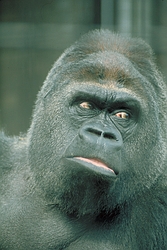 Gorilla