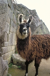 Llama