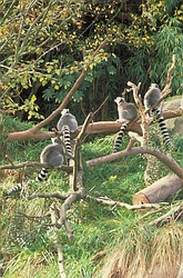 Ring-tailed Lemur