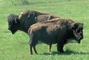 American Bison picture