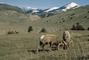 Bighorn Sheep picture