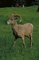 Bighorn Sheep picture