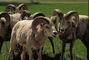 Bighorn Sheep picture