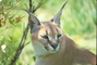 Caracal picture