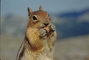 Chipmunk picture