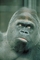 Gorilla picture