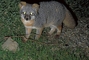 Island Fox picture