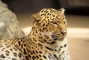 Leopard picture