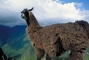 Llama picture