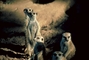 Meerkat picture