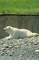 Polar Bear picture