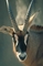 Roan Antelope picture