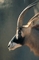 Roan Antelope picture