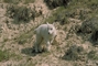 Rocky Mountain Goat picture