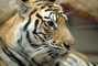 Tiger picture