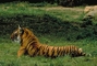 Tiger picture