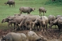 Water Buffalo picture