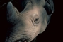 White Rhinoceros picture