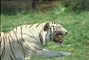 White Tiger picture