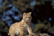 Bobcat Poster