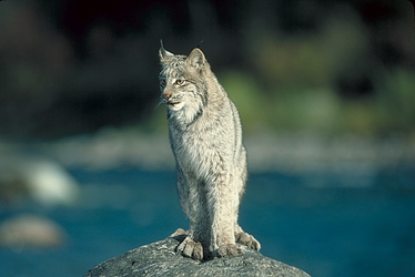 Canada Lynx