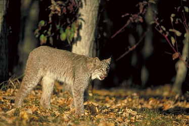 Canada Lynx