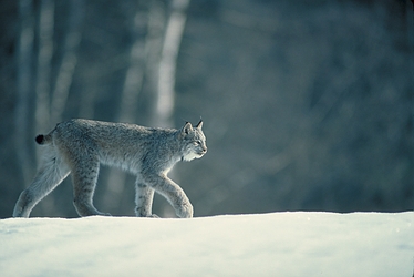 Canada Lynx