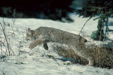 Canada Lynx