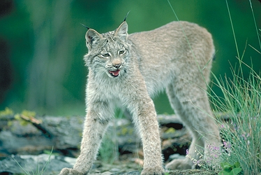 Canada Lynx