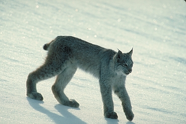 Canada Lynx