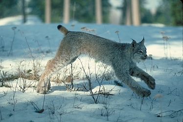 Canada Lynx