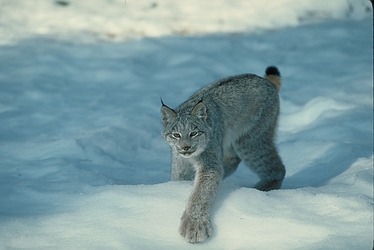 Canada Lynx