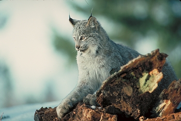 Canada Lynx