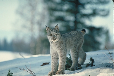 Canada Lynx