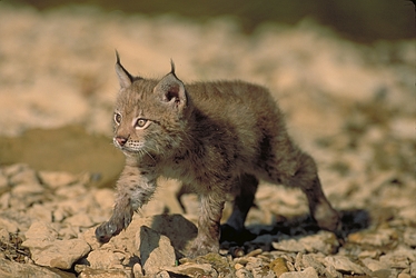 Eurasian Lynx