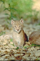 Eurasian Lynx