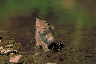 Eurasian Lynx