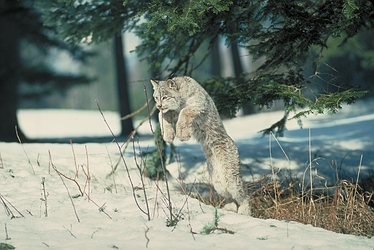 Lynx