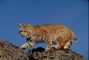 Bobcat picture