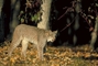 Canada Lynx picture